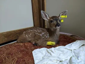 Fracture care for a deer fawn